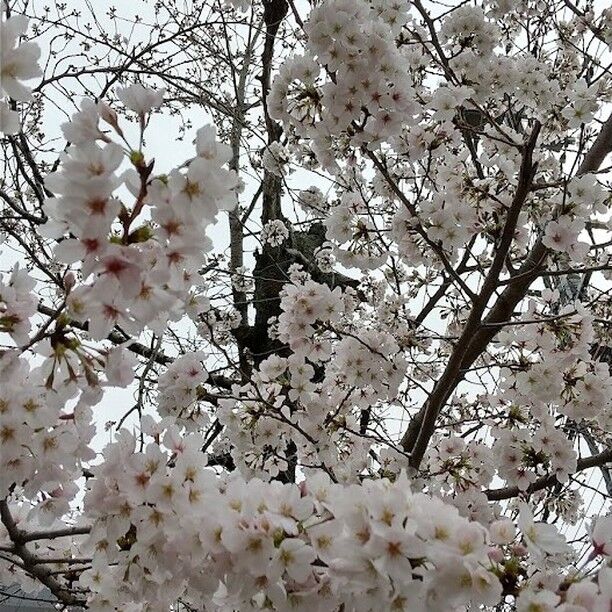 吉田社長より  今最高の桜の季節です。
先日、建仁寺のお茶会に行ってきたのですが、境内の桜が７分咲きくらいでした。
ちなみに桜の満開は、花が80％以上咲くことを言うそうですが、花が咲き始めて満開になるまでが、だいたい一週間から10日くらいかかり、満開の期間は5～6日前後で3～5日後に散り始めるので、桜が咲き始めてから散るまではたった２週間程度のようです。  桜の淡いピンク色は心を穏やかにしてくれるように思えます。